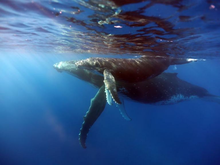 Photos Gallery of Ocean Addict Moorea